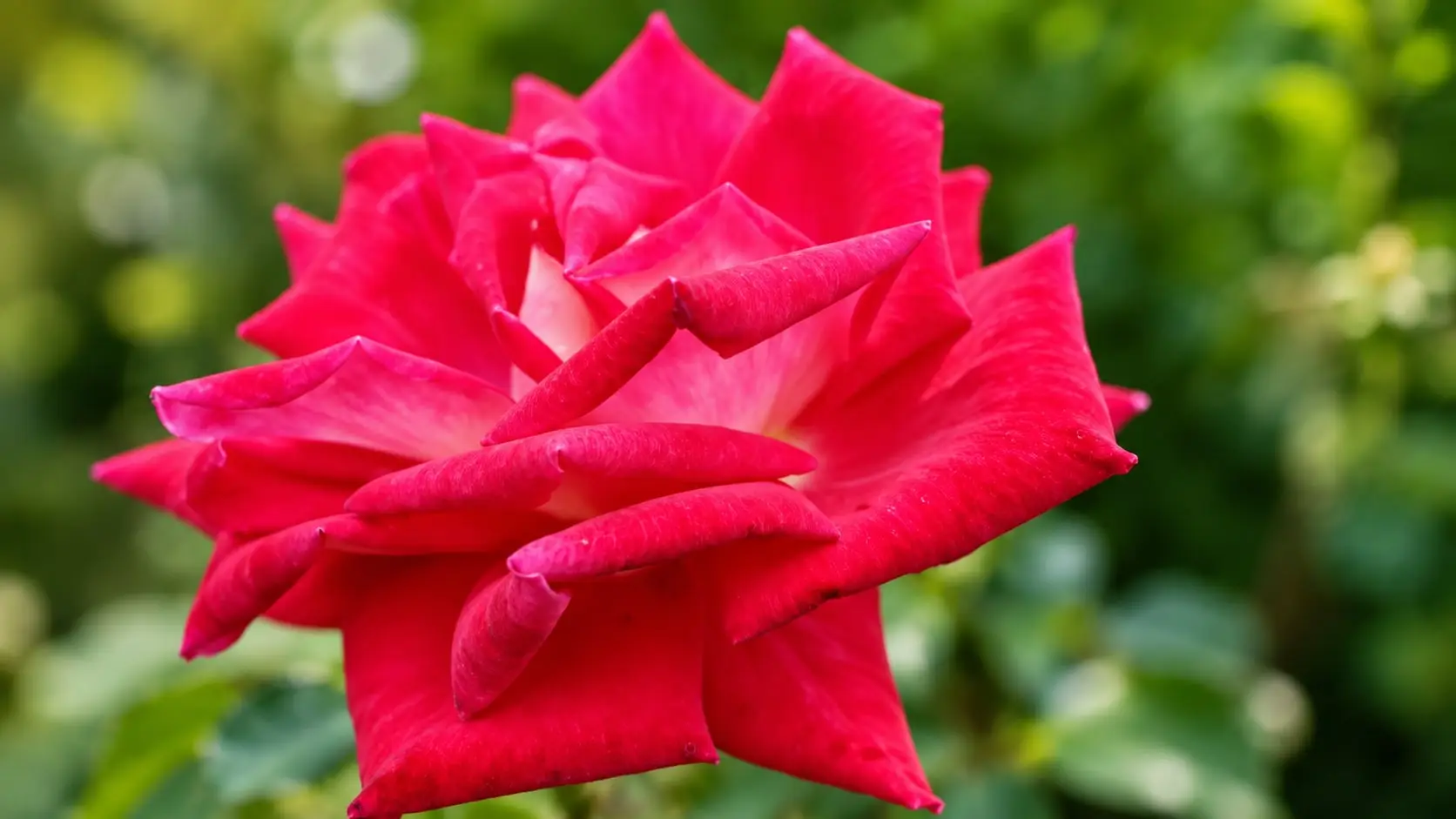 A red rose in bloom